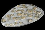 Golden Calcite Ammonite (Promicroceras) Cluster - England #176344-3